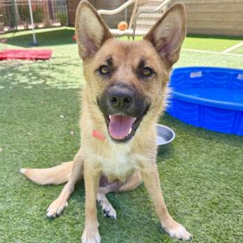 Grace -  German Shepherd Dog Dog for Adoption in Agoura Hills, California - Grace | PetCurious