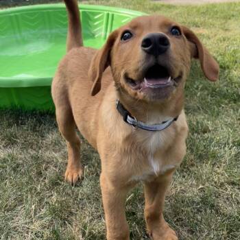 Thor D69894 -  Yellow Labrador Retriever and Mixed Breed Dog for Adoption in Minnetonka, Minnesota - Thor D69894 | PetCurious