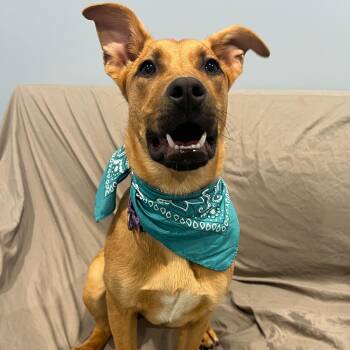 Mixed Breed Dogs Available for Adoption in Canal Winchester, Ohio - Dot | PetCurious