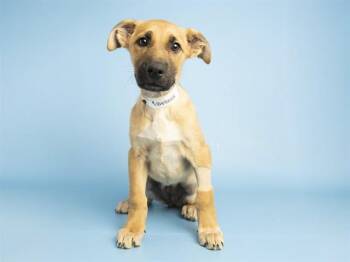 German Shepherd Dog Dogs Available for Adoption in Phoenix, Arizona - MIKASA | PetCurious