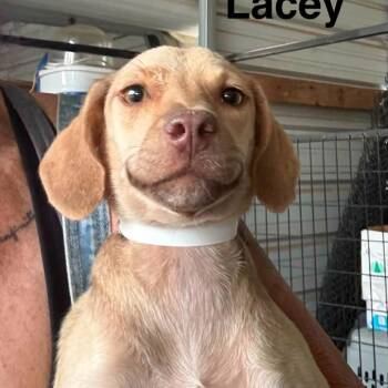 Lacey -  Dachshund and Mixed Breed Dog for Adoption in Park Falls, Wisconsin - Lacey | PetCurious