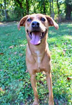 Sophie -  Brittany Spaniel and Mixed Breed Dog for Adoption in Morton Grove, Illinois - Sophie | PetCurious