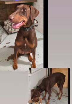 Coco -  Doberman Pinscher Dog for Adoption in Boulder, Colorado - Coco | PetCurious