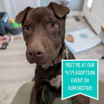 Ruffles Rolls -  Shar Pei Dog for Adoption in Boston, Massachusetts - Ruffles Rolls | PetCurious