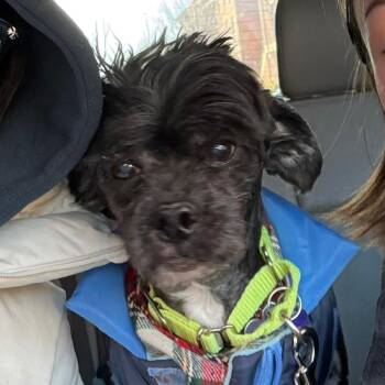 Shih Tzu and Poodle Dogs Available for Adoption - Bobo | PetCurious