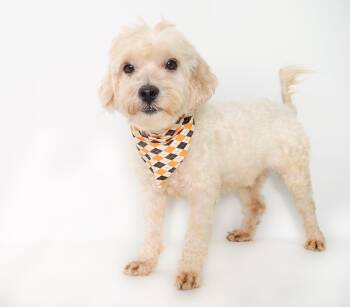Lucas -  Poodle and Terrier Dog for Adoption in Phoenix, Arizona - Lucas | PetCurious