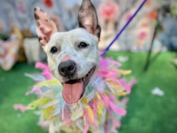 Pit Bull Terrier Dogs Available for Adoption in Charlotte, North Carolina - MISS PHOEBE | PetCurious