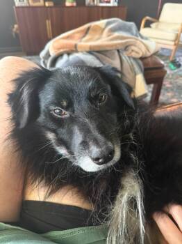 [MEDICAL HOLD] ARPH 14706 - Cajun -  Australian Shepherd Dog for Adoption in North Richland Hills, Texas - [MEDICAL HOLD] ARPH 14706 - Cajun | PetCurious