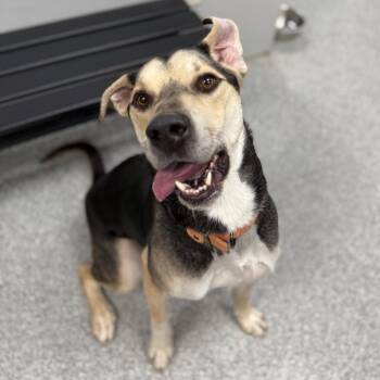 Hound and Mixed Breed Dogs Available for Adoption - Max | PetCurious