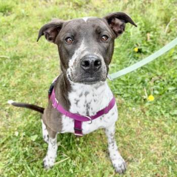 Gumbo -  Labrador Retriever Dog for Adoption in East Hampton, New York - Gumbo | PetCurious