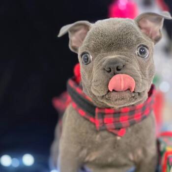 French Bulldog Dogs Available for Adoption - Hamilton  | PetCurious