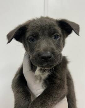 Wolfie (Wx6) -  Terrier Dog Available for Adoption in Hartsville, South Carolina - Wolfie (Wx6) | PetCurious
