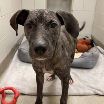 Mountain Cur and Pit Bull Terrier Dogs Available for Adoption - Topaz | PetCurious