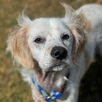 Spaniel Dogs Available for Adoption - Zero | PetCurious