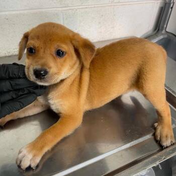 Terrier and Chihuahua Dogs Available for Adoption in Allen, Texas - Reina C508 | PetCurious