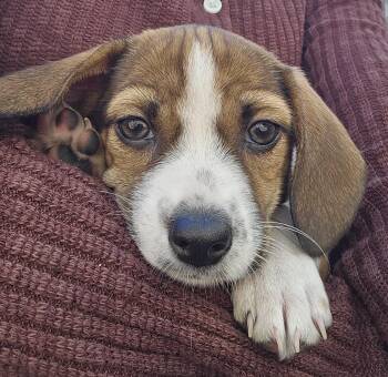 Gio -  Beagle and Mixed Breed Dog for Adoption in Minneapolis, Minnesota - Gio | PetCurious