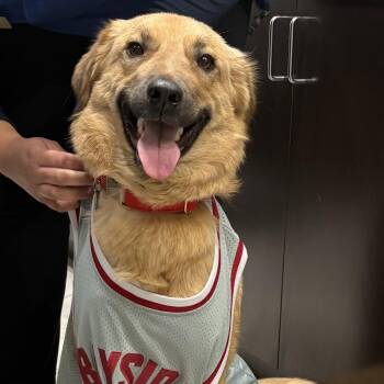 Pepper -  Golden Retriever and Shepherd Dog for Adoption in Morristown, New Jersey - Pepper | PetCurious