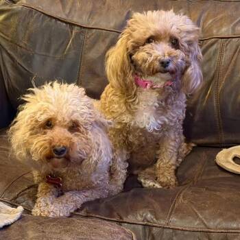 Maggie -  Miniature Poodle Dog for Adoption in Bellingham, Washington - Maggie | PetCurious