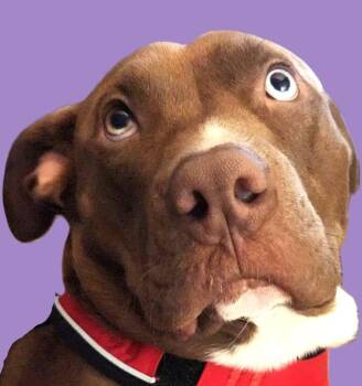 Pit Bull Terrier Dogs Available for Adoption in Savannah, Georgia - Belgium | PetCurious