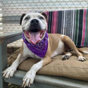 Petals -  Pit Bull Terrier and Hound Dog for Adoption in Salt Lake City, Utah - Petals | PetCurious