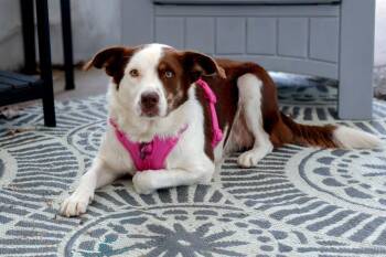 Eleanor - Foster to Adopt -  Australian Shepherd Dog for Adoption in Savage, Minnesota - Eleanor - Foster To Adopt | PetCurious