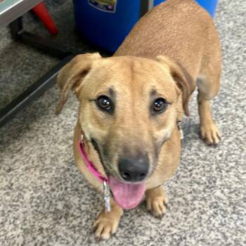 Buzz -  Dachshund and Mixed Breed Dog for Adoption in Falls Church, Virginia - Buzz | PetCurious
