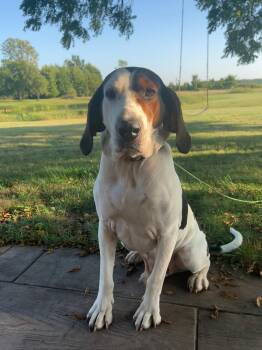 Papa Joe (IN) -  Treeing Walker Coonhound Dog for Adoption - Papa Joe (IN) | PetCurious