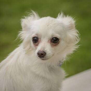 Carina -  Chihuahua Dog Available for Adoption in Lambertville, New Jersey - Carina | PetCurious