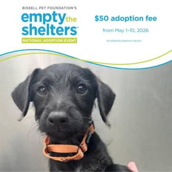 Doberman Pinscher and Schnauzer Dogs Available for Adoption in Santa Cruz, California - IGGY* | PetCurious