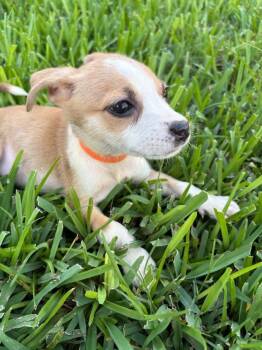 Dessert Litter - Tiramisu -  Chihuahua Dog for Adoption in Aurora, Colorado - Dessert Litter - Tiramisu | PetCurious