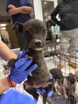 Mixed Breed Dogs Available for Adoption - Velvet | PetCurious