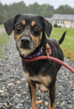 Rescue Miniature Pinscher and Beagle Dogs for Adoption in Washington, District Of Columbia - Penelope | PetCurious