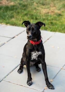 Dahlia Daisy Flower the MINI Lab -  Black Labrador Retriever and Pit Bull Terrier Dog for Adoption in Friendswood, Texas - Dahlia Daisy Flower The MINI Lab | PetCurious