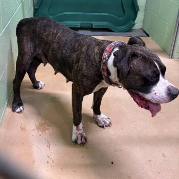 Hazel -  Pit Bull Terrier Dog for Adoption in Portland, Texas - Hazel | PetCurious