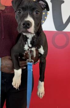 Mixed Breed Dogs Available for Adoption in West Chester, Pennsylvania - Cataleya | PetCurious