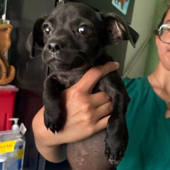 Tiana -  Chihuahua Dog for Adoption in Tampa, Florida - Tiana | PetCurious