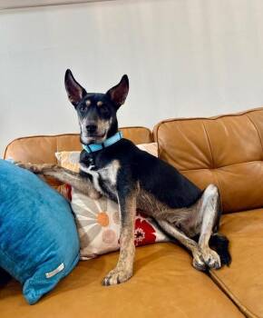 Braeburn Apple -  Catahoula Leopard Dog and Husky Dog for Adoption in Friendswood, Texas - Braeburn Apple | PetCurious