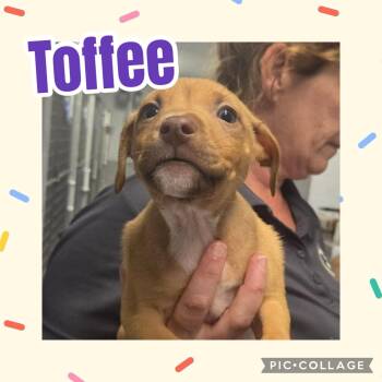 Toffee -  Labrador Retriever and Pit Bull Terrier Dog for Adoption in Ringwood, New Jersey - Toffee | PetCurious