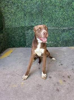 61685795 -  Shepherd and Mixed Breed Dog for Adoption in El Paso, Texas - 61685795 | PetCurious