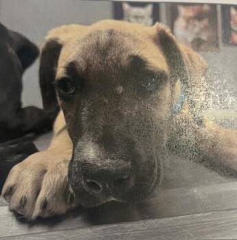 Nova - 3 -  Labrador Retriever and Mixed Breed Dog for Adoption in Daytona Beach, Florida - Nova - 3 | PetCurious