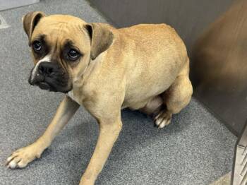 Boxer Dogs Available for Adoption - Kalia | PetCurious