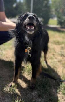 Loki -  Australian Shepherd Dog for Adoption in Stratham, New Hampshire - Loki | PetCurious