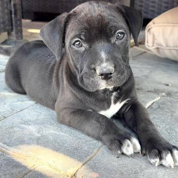 David -  Staffordshire Bull Terrier Dog for Adoption in Fort Collins, Colorado - David | PetCurious