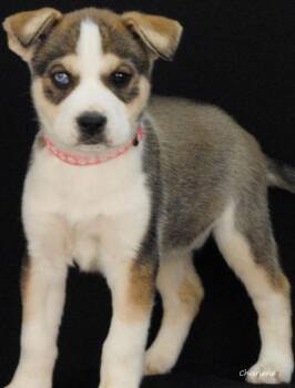 Husky Dogs Available for Adoption in Newland, North Carolina - Astra | PetCurious