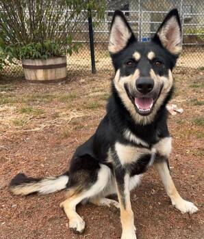 AUTUMN* -  German Shepherd Dog and Mixed Breed Dog for Adoption in Santa Cruz, California - AUTUMN* | PetCurious