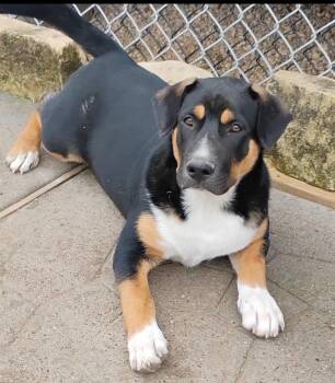 Bernese Mountain Dog and Labrador Retriever Dogs Available for Adoption - Scooby | PetCurious