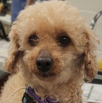 Miniature Poodle Dogs Available for Adoption - CARMEL | PetCurious