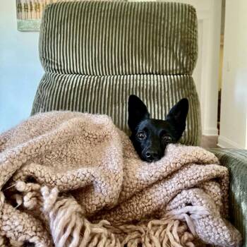 Chihuahua Dogs Available for Adoption in Hillsborough, North Carolina - Bailey | PetCurious