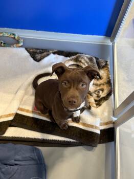 Terrier and Labrador Retriever Dogs Available for Adoption in Kalamazoo, Michigan - Rainy | PetCurious