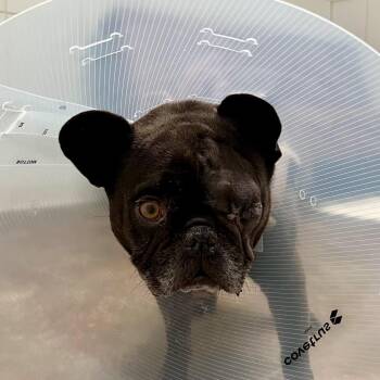 French Bulldog Dogs Available for Adoption in Ojai, California - Tupac | PetCurious